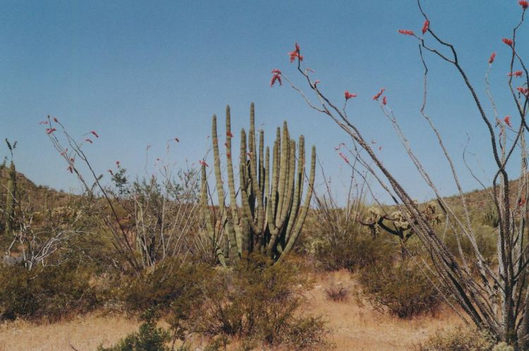 Organ Pipe NM